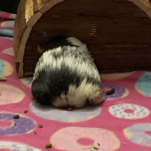 Meet your Posher, Jesualys n.